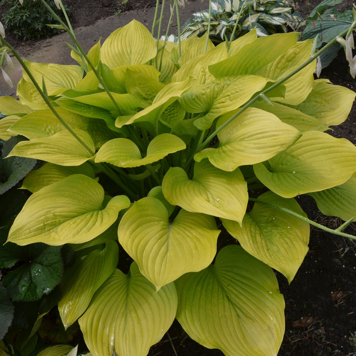 Gold colored leaves of Hosta 'Age of Gold'