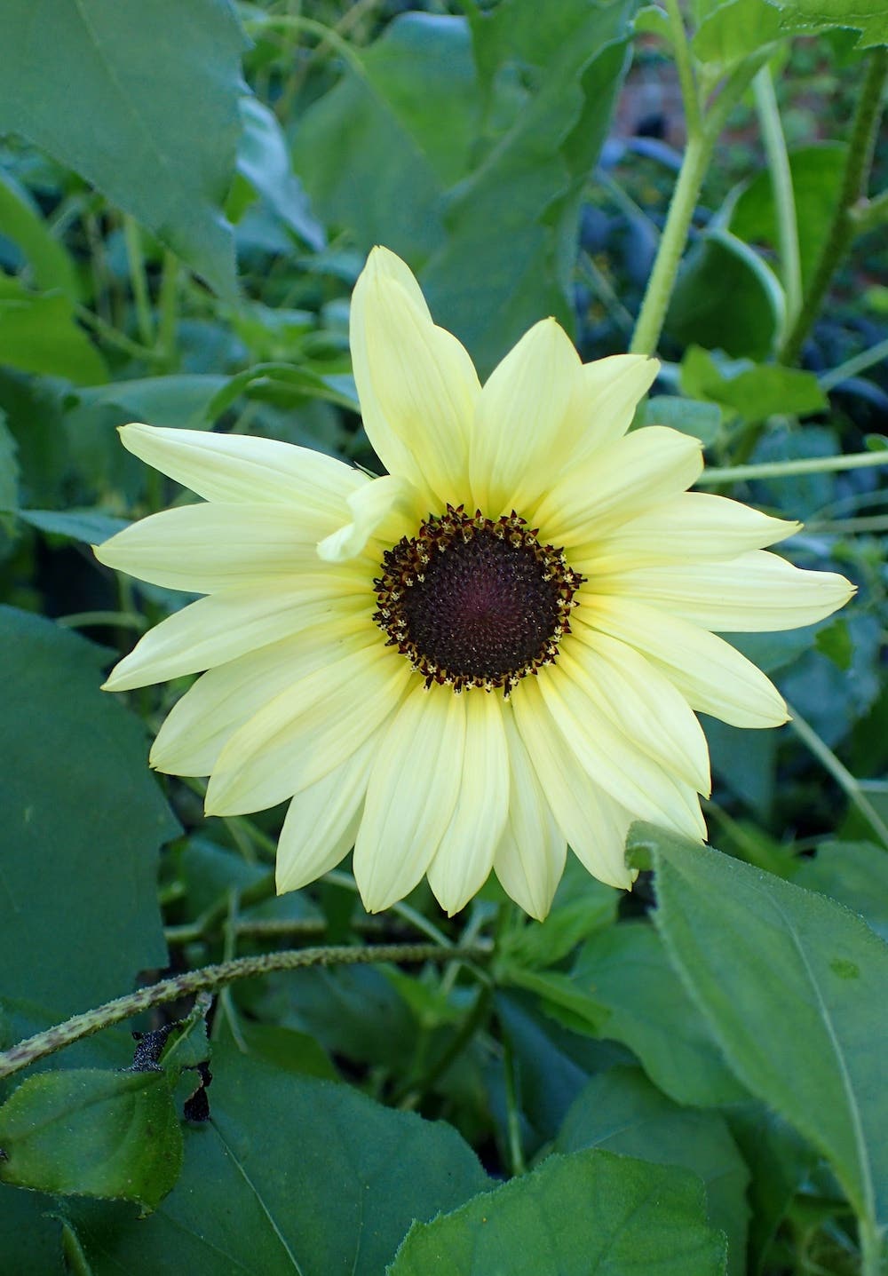 light yellow flower of 'Italian White' sunflower