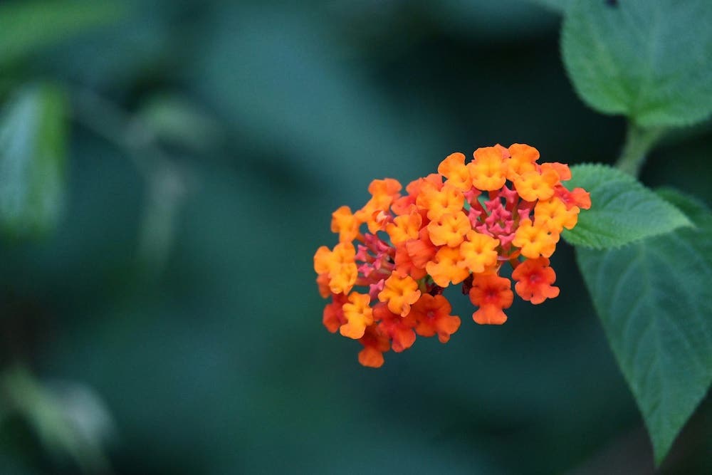 Advice for Using the Color Orange in the Garden