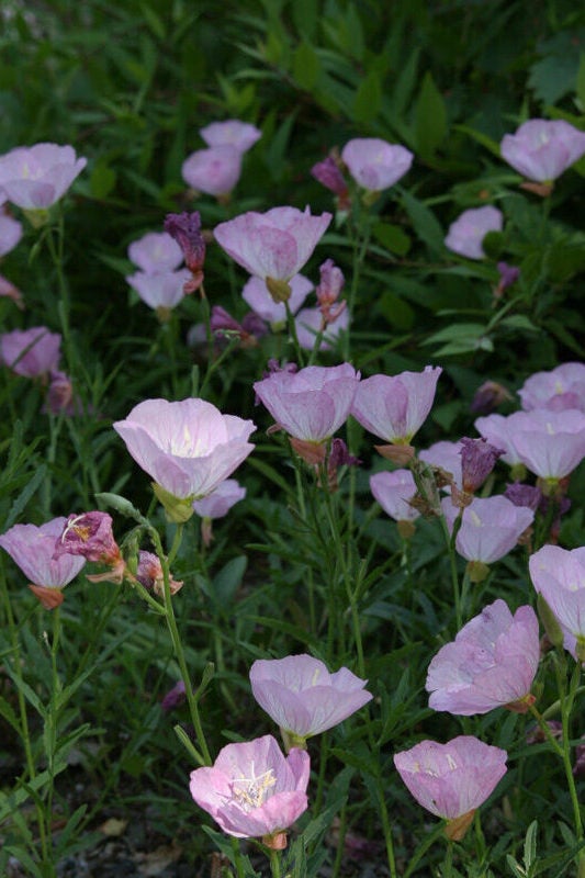 Pink flowers of Oenothera speciosa ‘Siskiyou’ 