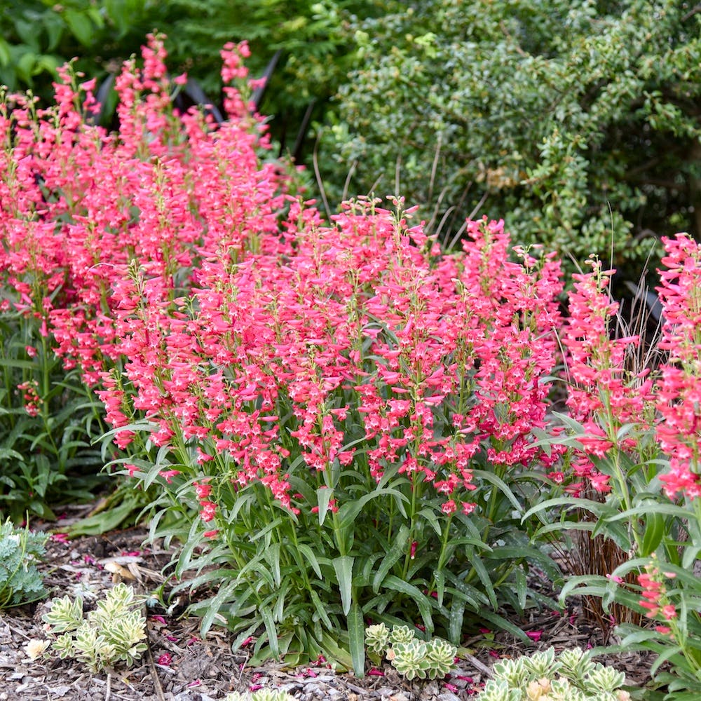 Tubular pink flowers on upright stems of Rose Rhinestones penstemon