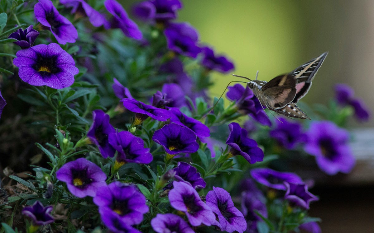 a white-lined sphinx moth sips nectar from petunia