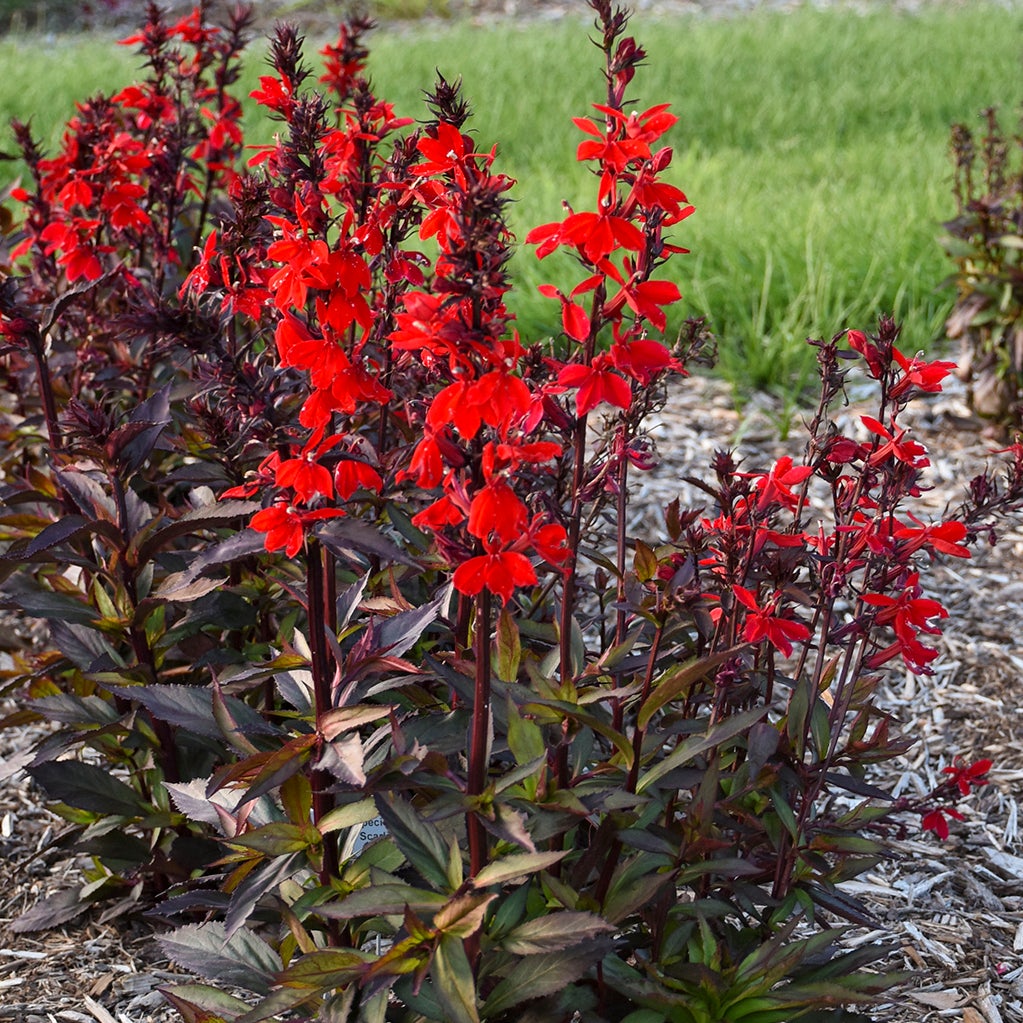 Bronze colored leaves and red flowers of a lobelia