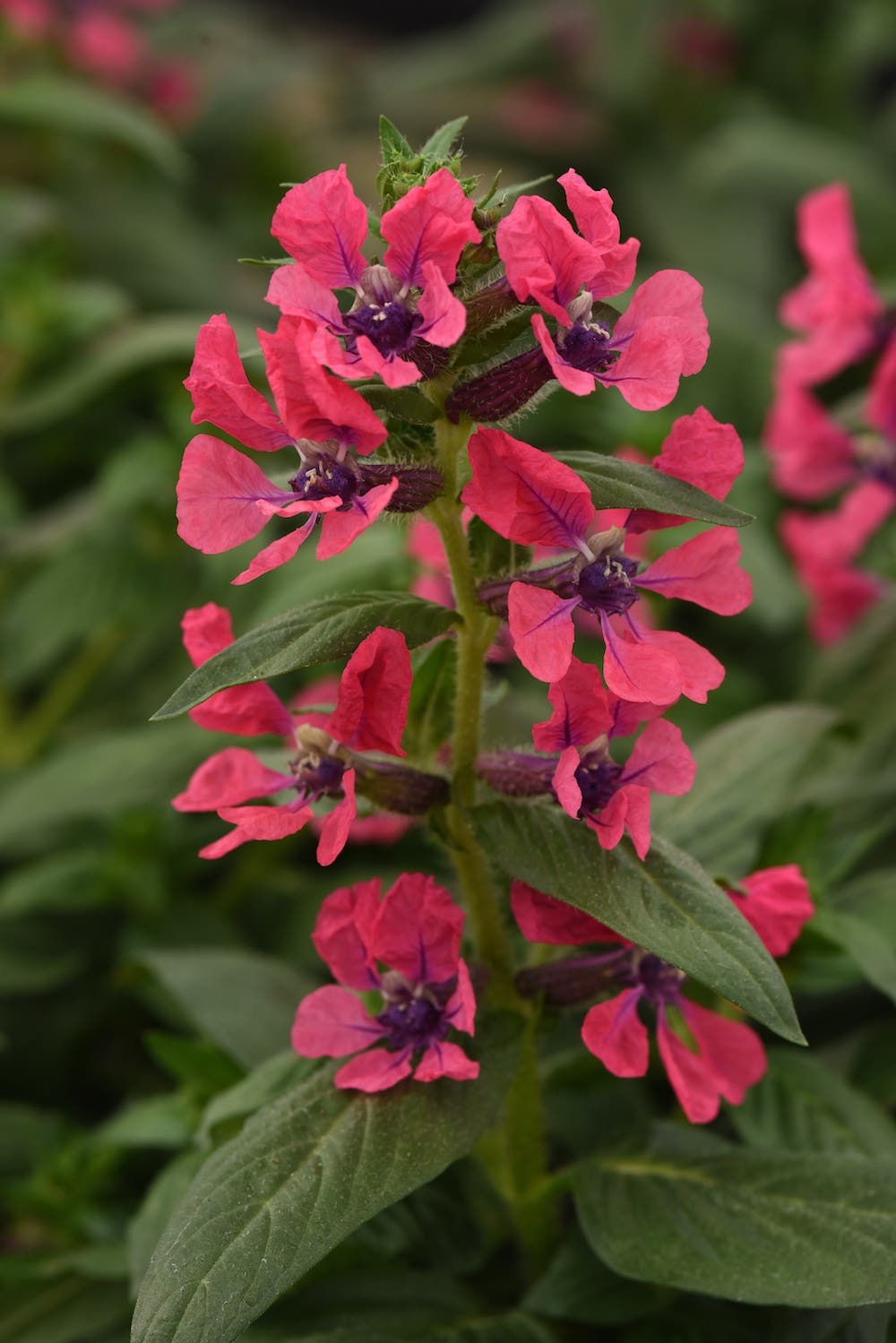 Flowers of Sweet Talk Deep Pink cuphea
