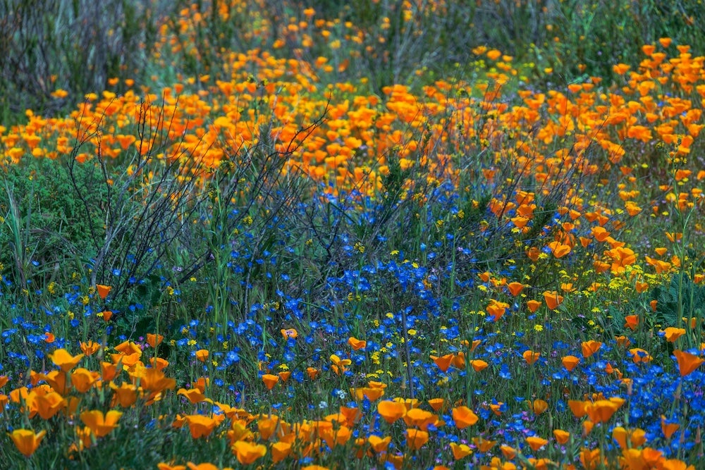 Orange flowers and blue flowers