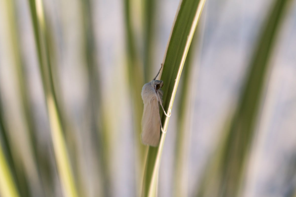 a yucca moth on a yucca leaf