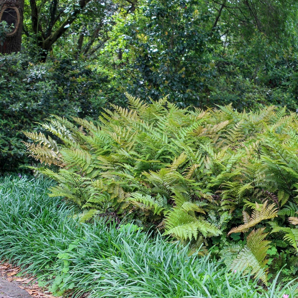 reddish colored fronds of autumn fern