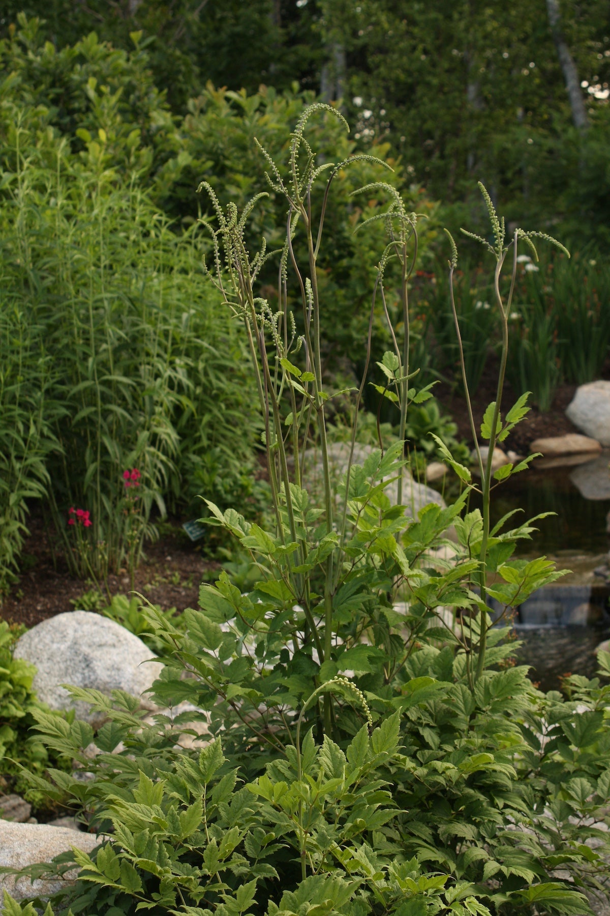 Black cohosh makes a mound of foliage with flower stems extending upward.