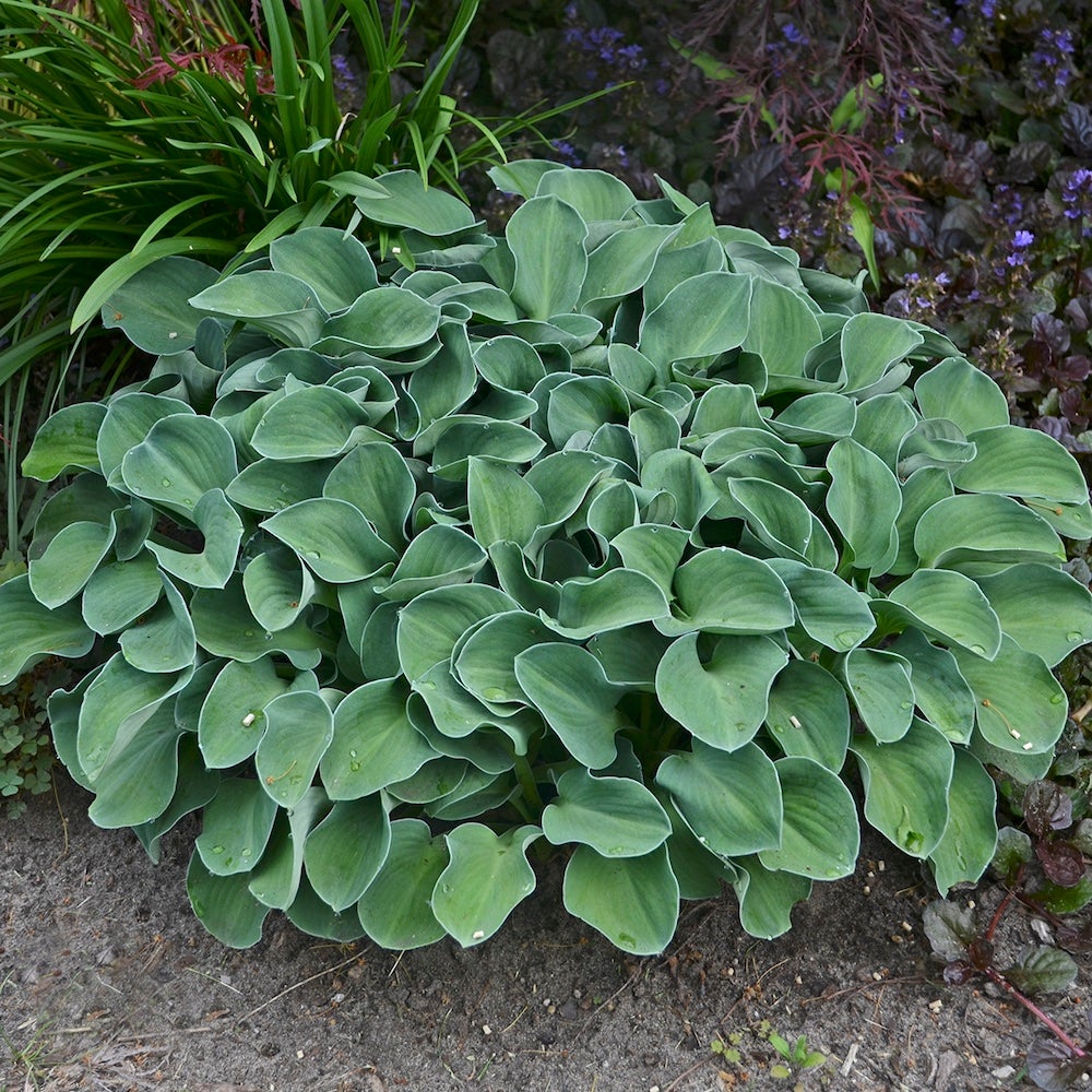Rounded blue leaves of miniature 'Blue Mouse Ears' hosta