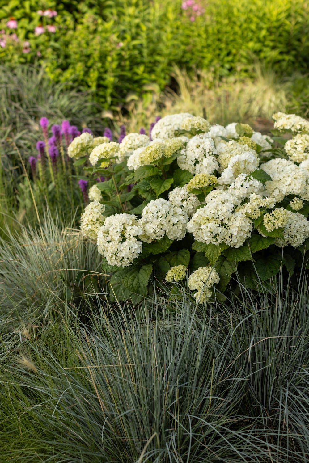 Round white flowers of FlowerFull smooth hydrangea