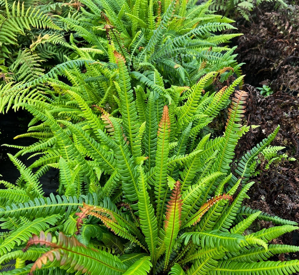 hard fern