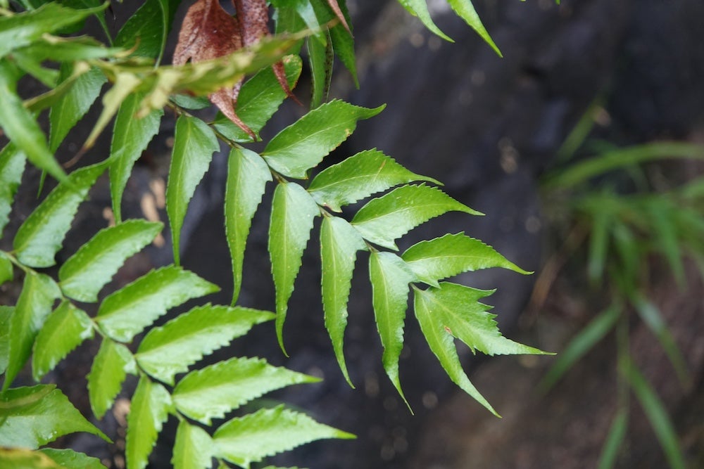 holly like leaves of holly fern