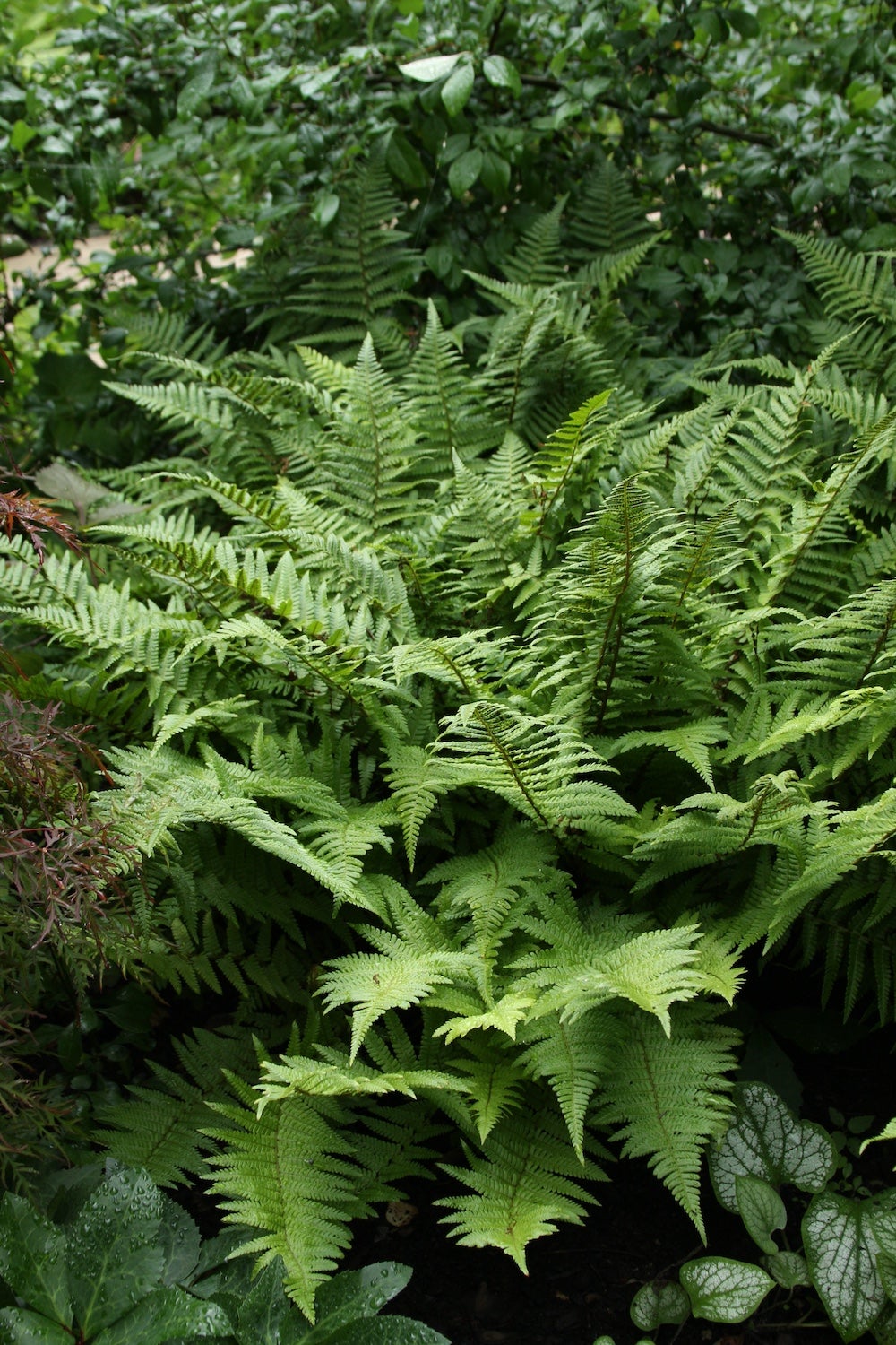 fronds of soft shield fern