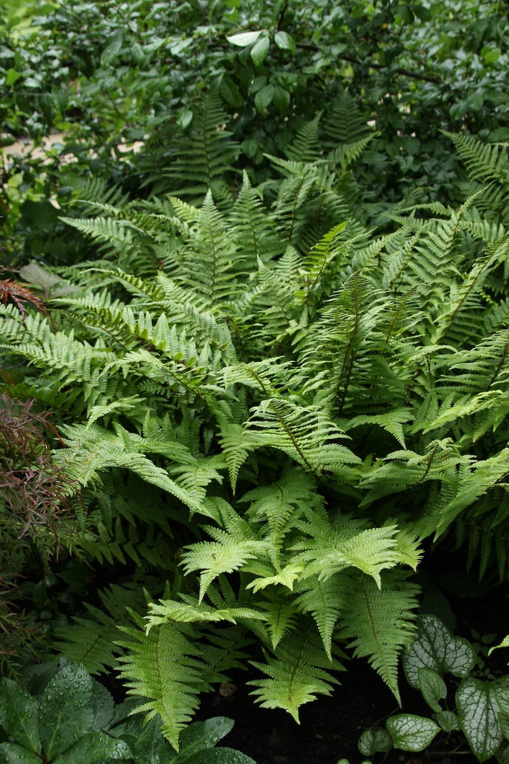 fronds of soft shield fern