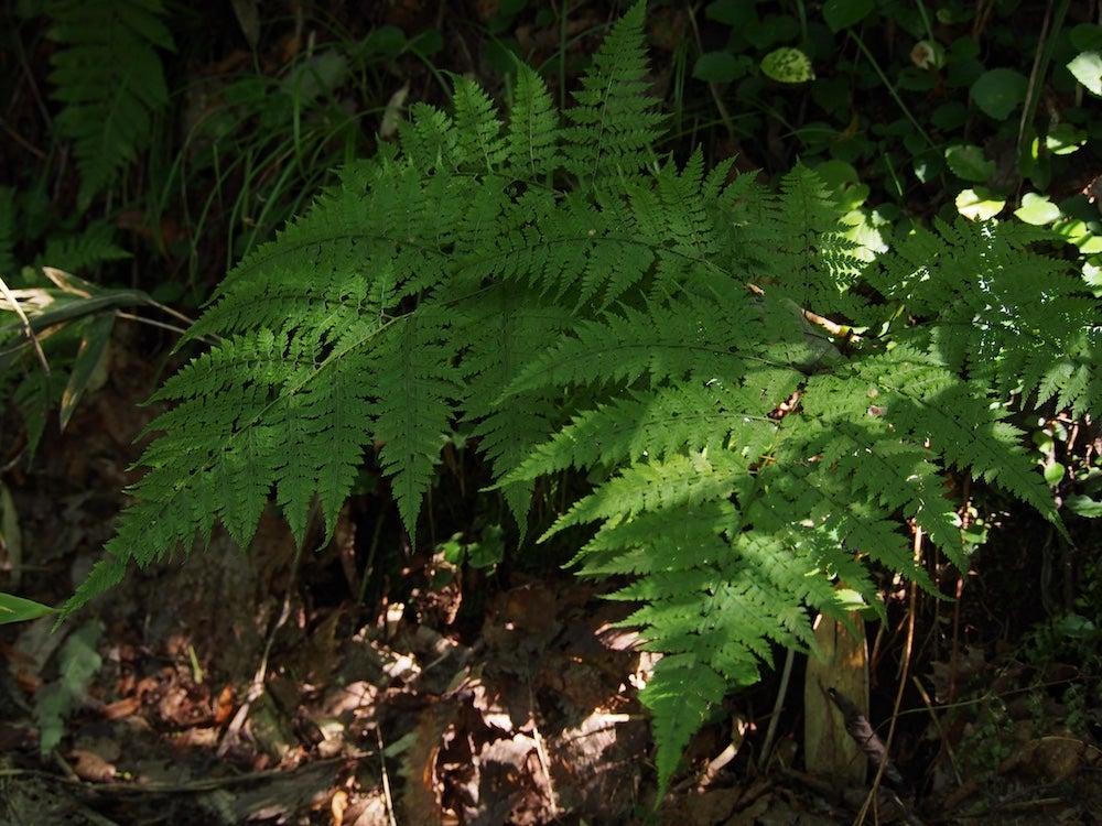 Upside-down fern fronds