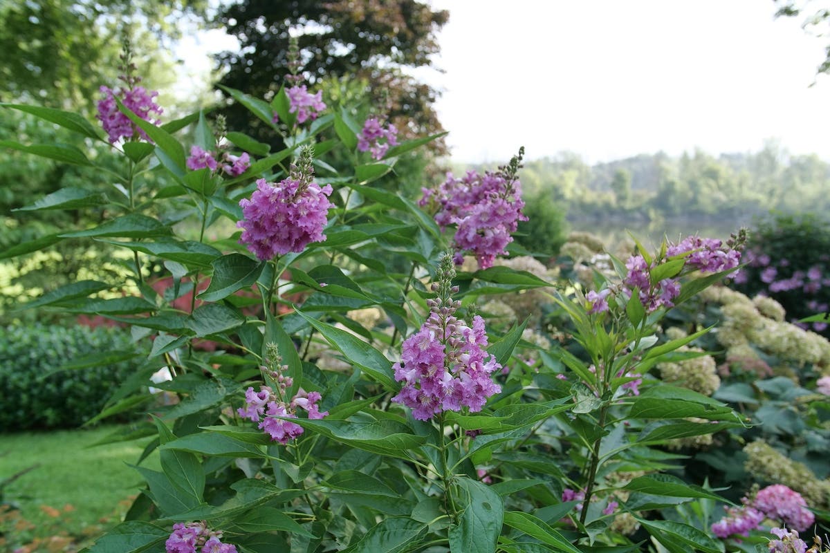 purple pink flowers of El Nino desert orchid