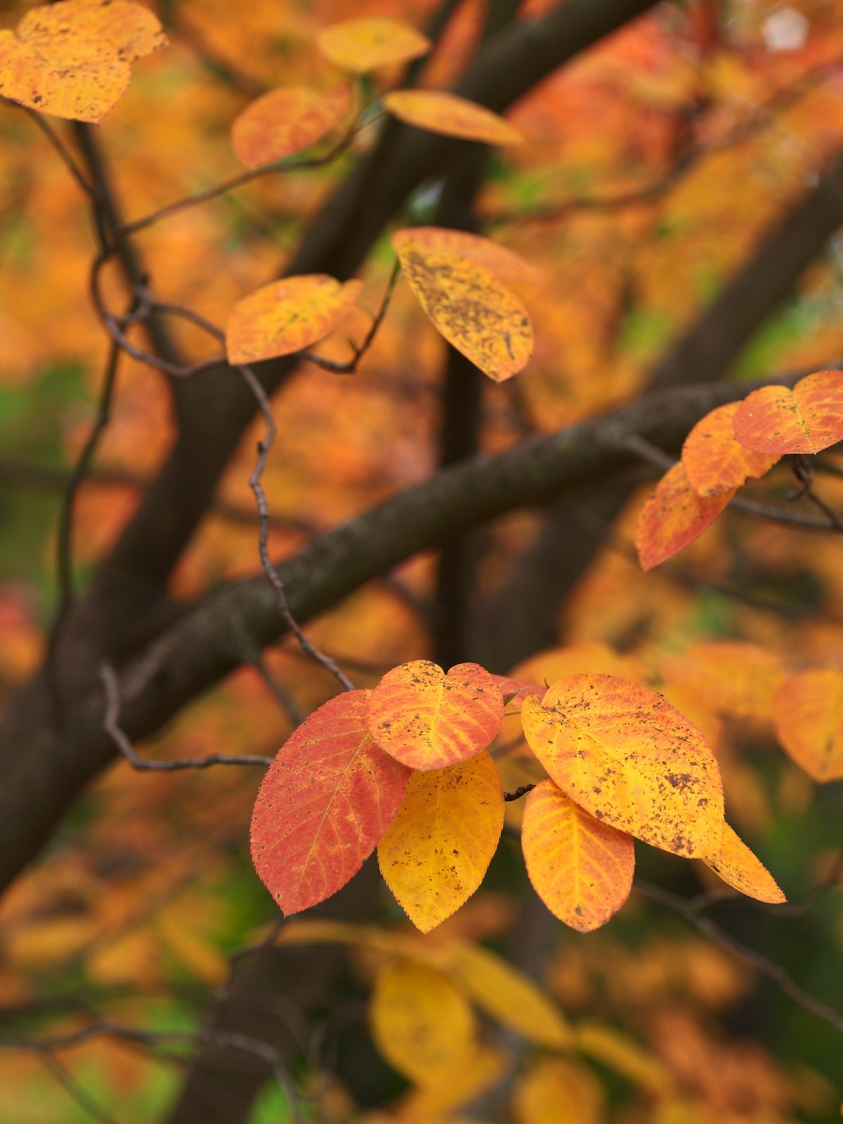 Red and orange leaves of Autumn Brilliance serviceberry in the fall