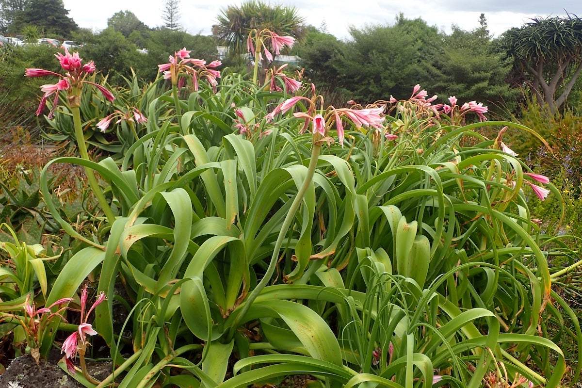 Straplike foliage and lily flowers of Crinum bulbispermum
