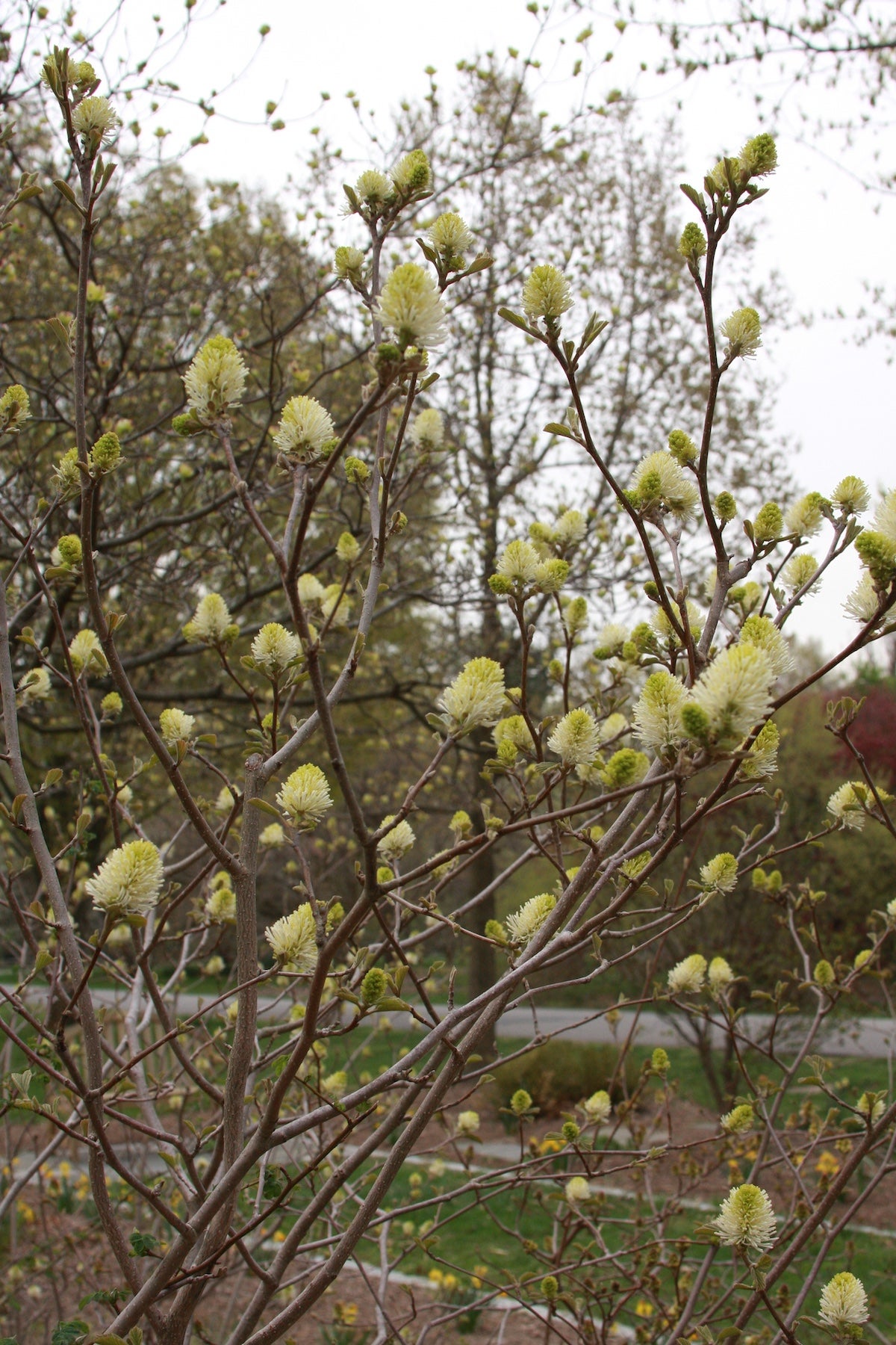 White bristlebrush flowers on bare branches of Fothergilla major