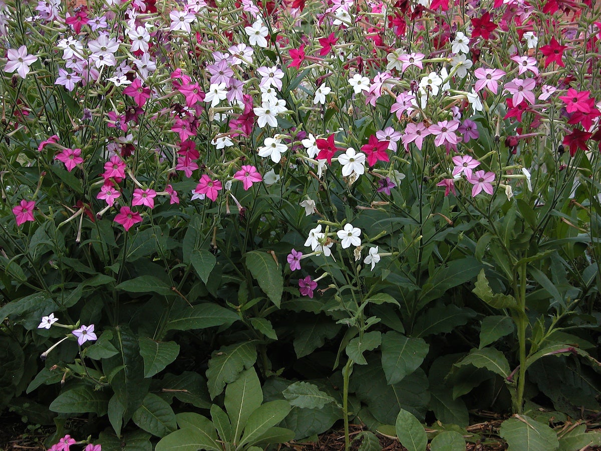 Pink and white star-shaped flowers of Nicotiana alata