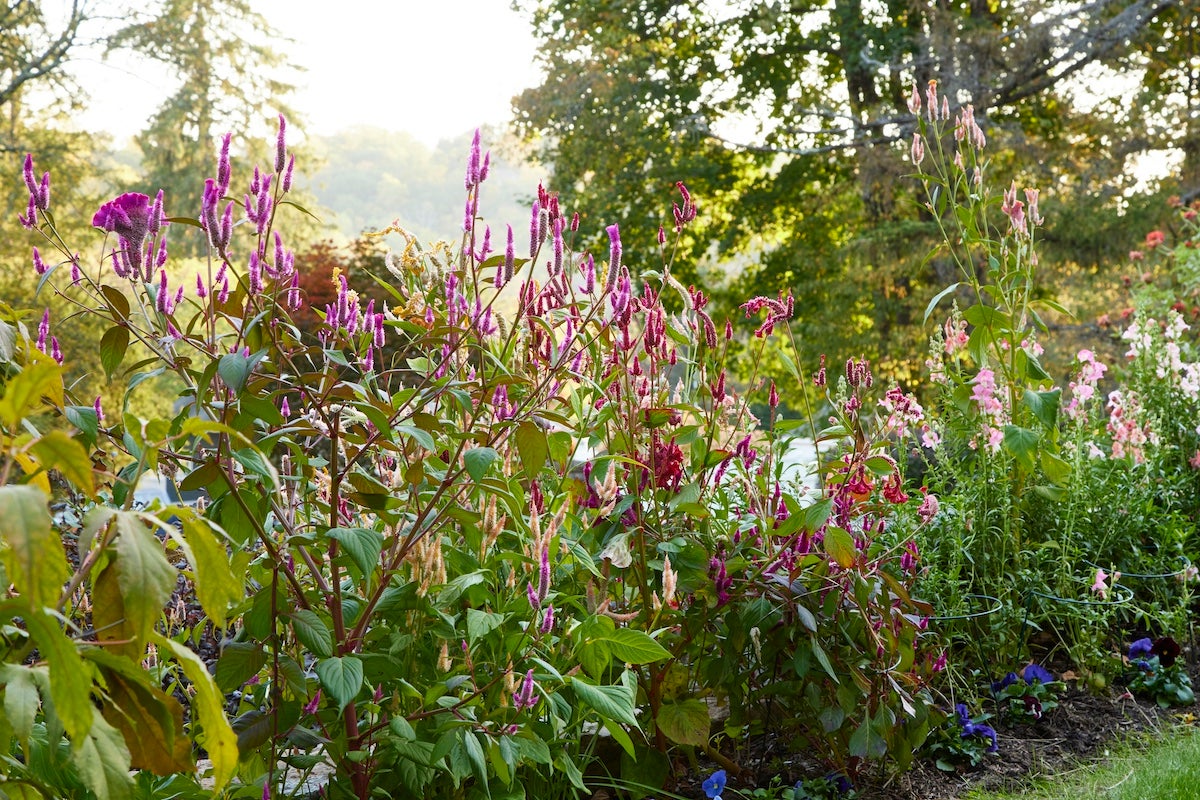 pink flowers blooming in fall