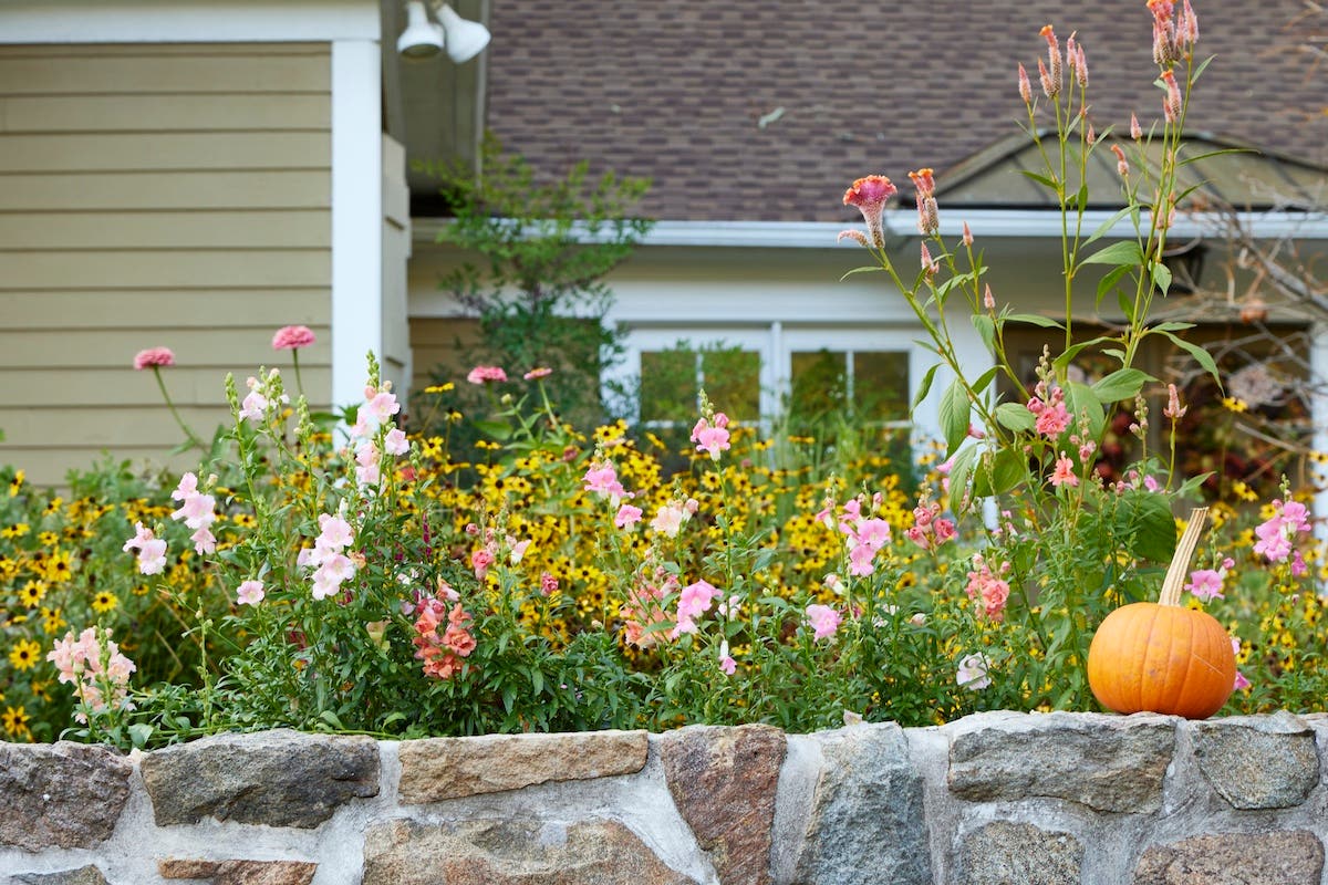 pink flowers bloom on top of a retaining wall in the fall