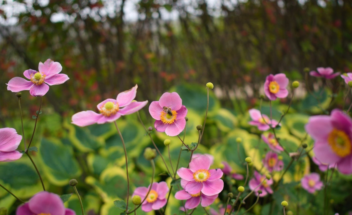 pink flowers of fall Japanese anemone