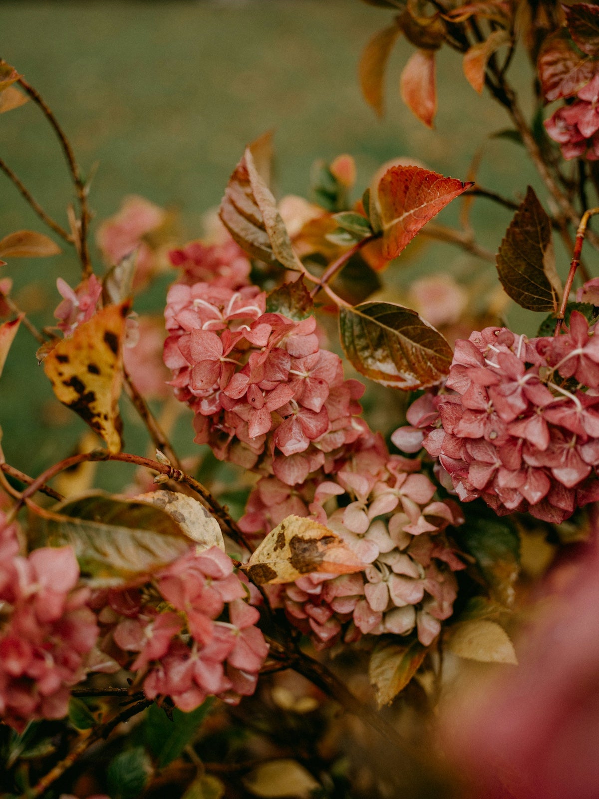 pink flowers of hydrangea in the fall