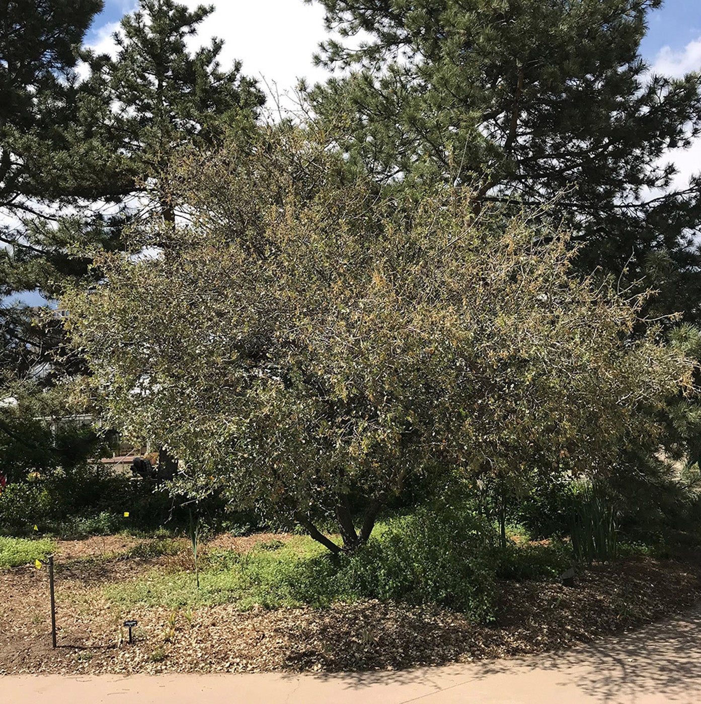 The shrub live oak (Quercus turbinella) in DBG’s Steppe Garden