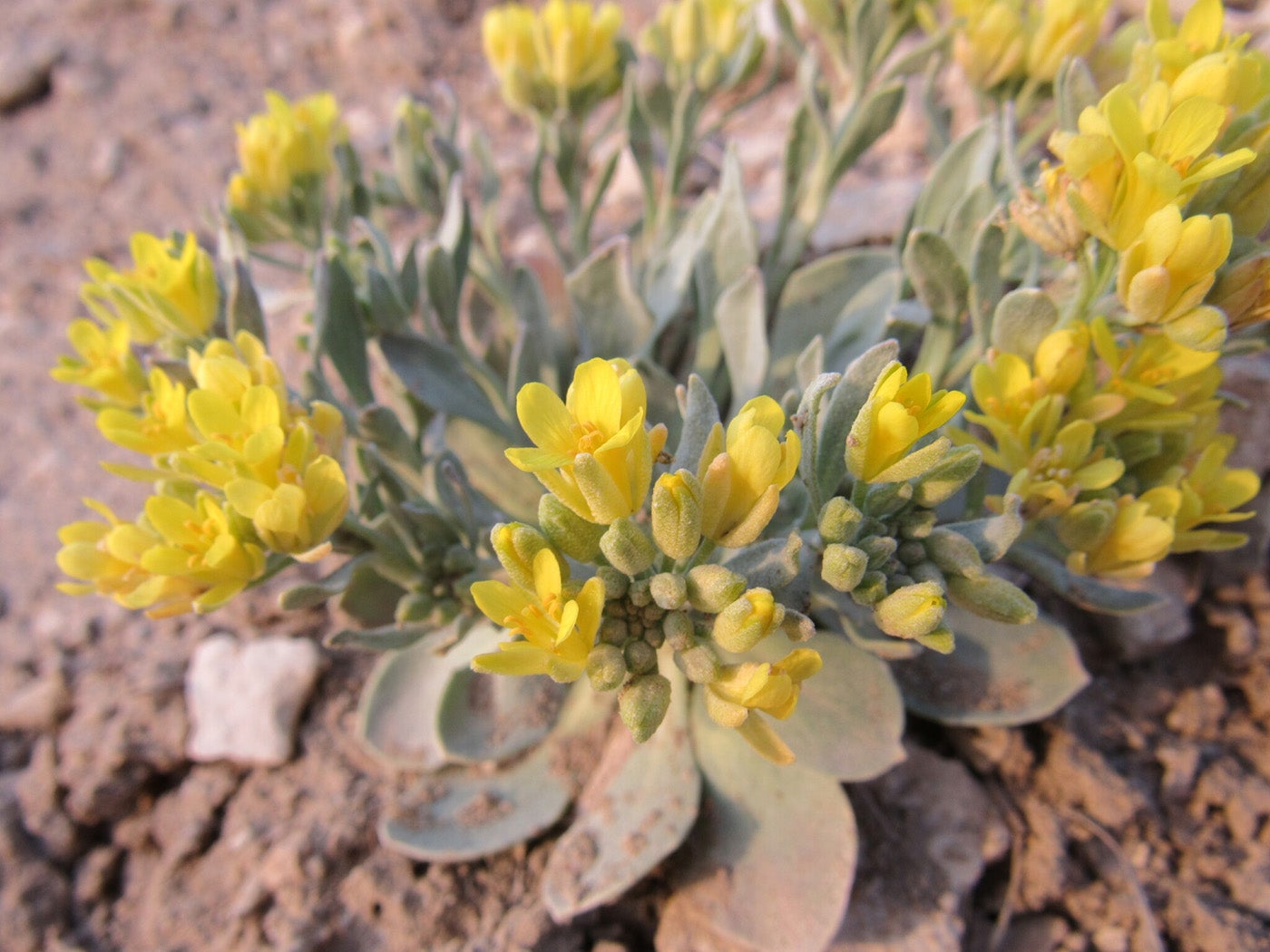Bell's twinpod with yellow blooms at Denver Botanic Gardens