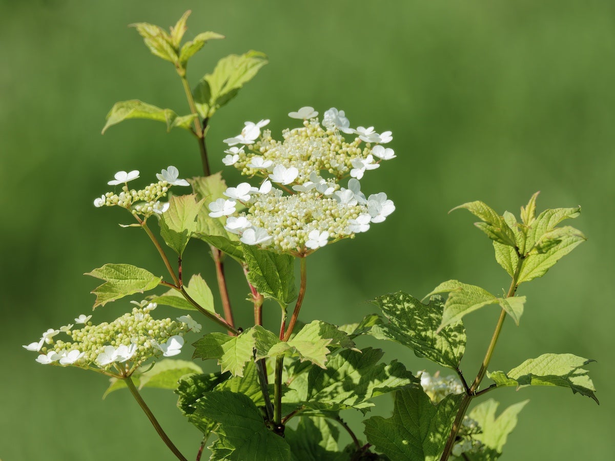 White flowers on American cranberrybush