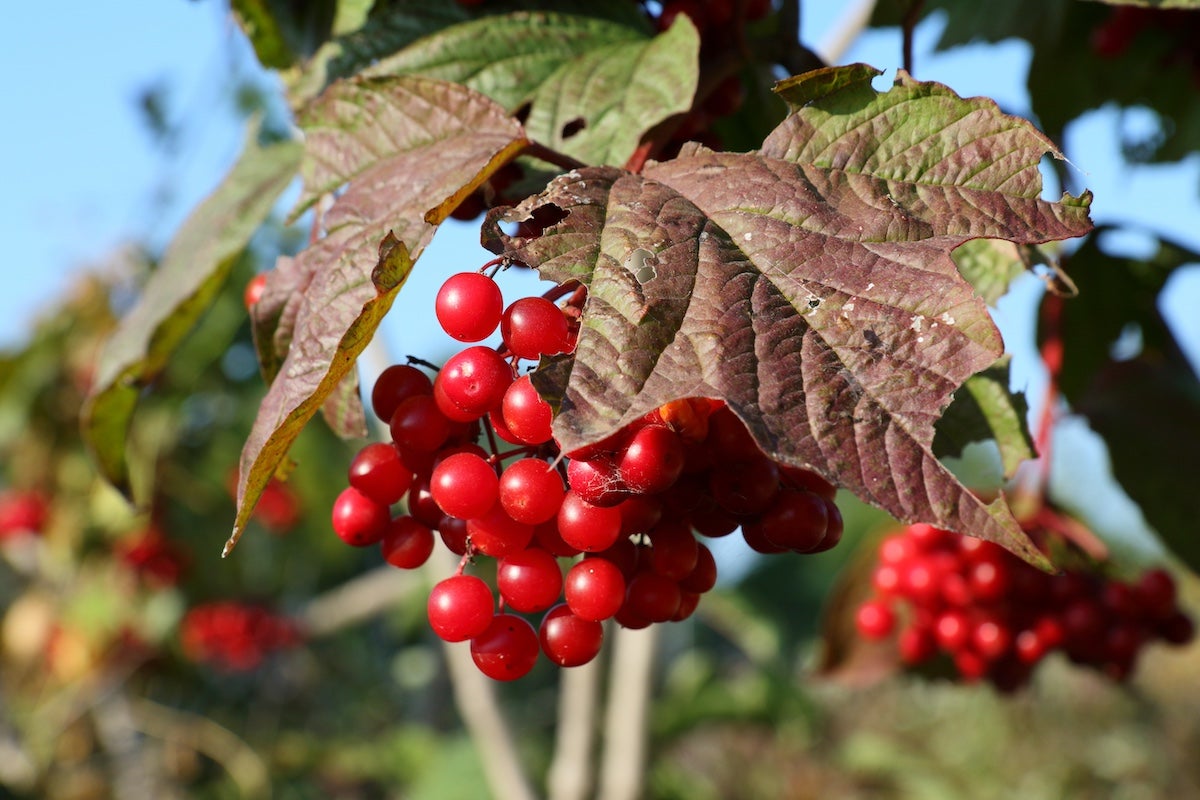 Bright red fruits hanging in a cluster from branch of American cranberrybush