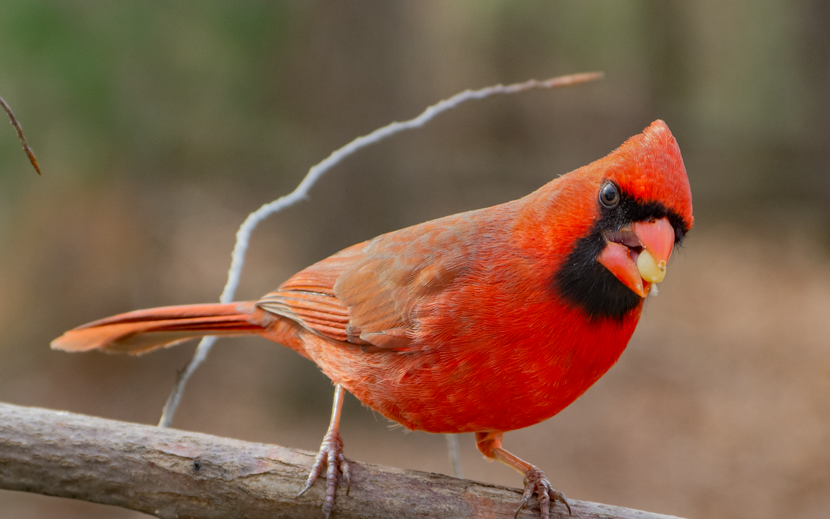 red bird with seed in its mouth