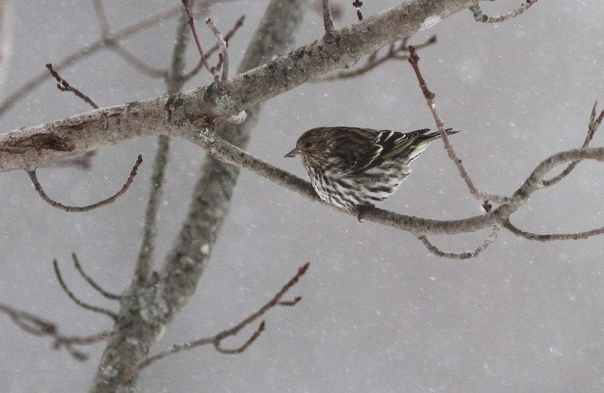 brown and white bird perches in a tree during a snowstorm