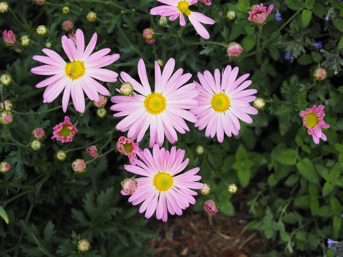 pink daisies on Sheffield Pink mum