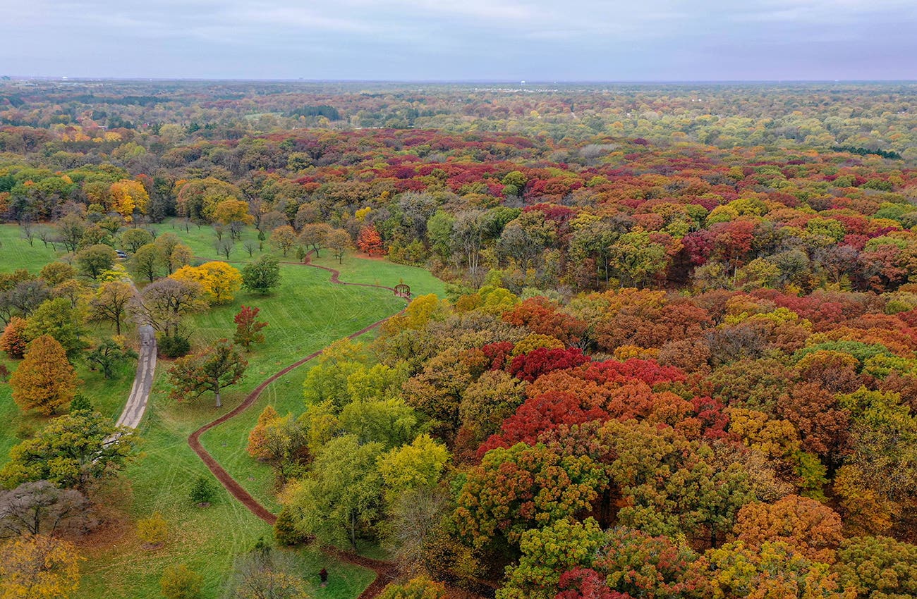 The Morten Arboretum fall trees
