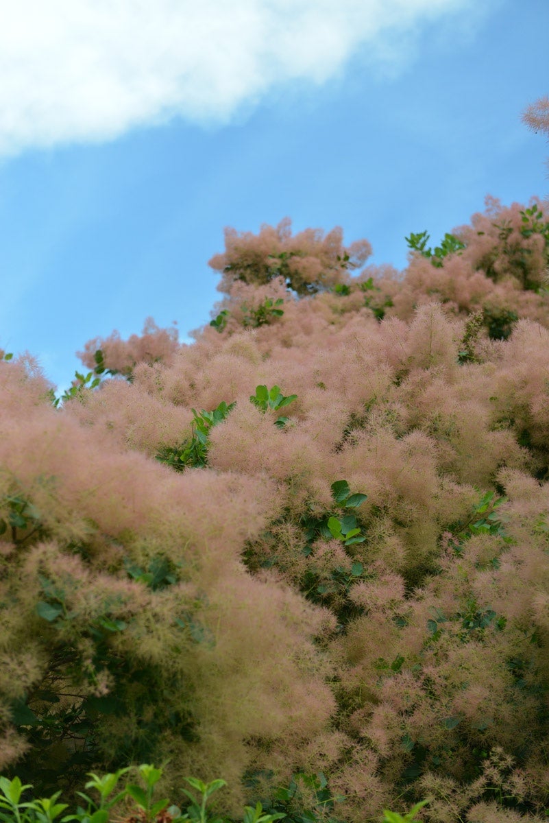 American Smoketree Provides Year-Round Color and Texture - Horticulture