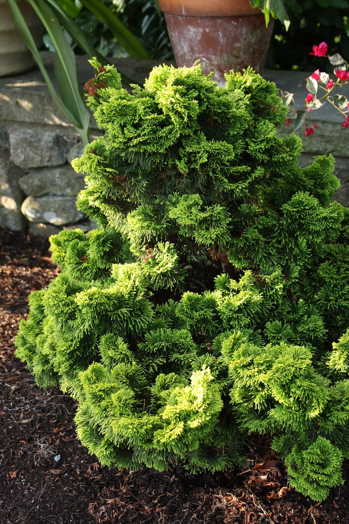 Green foliage on dwarf hinoki cypress 'Nana Lutea'