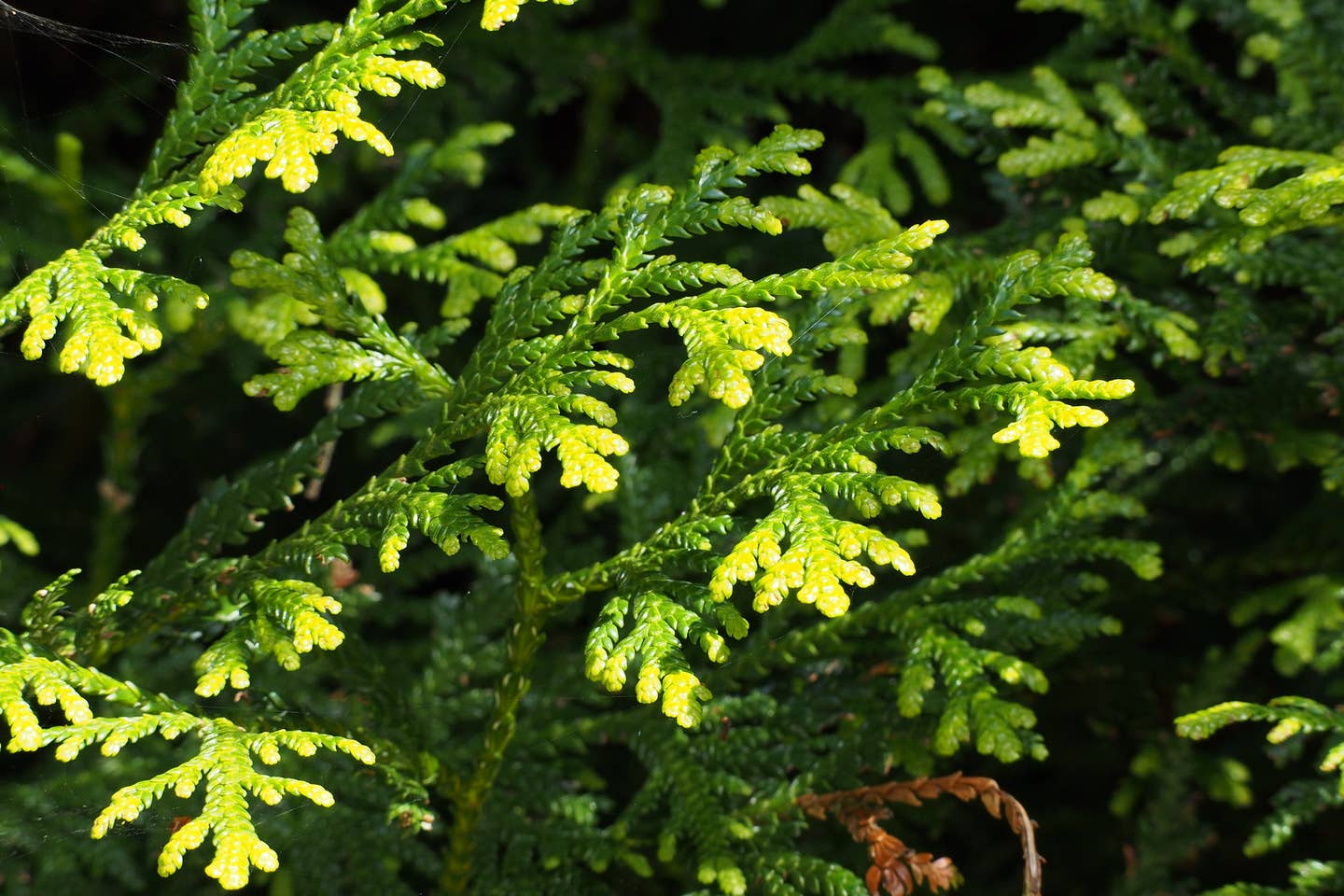 scaly foliage close up of Elkhorn Cedar Thujopsis