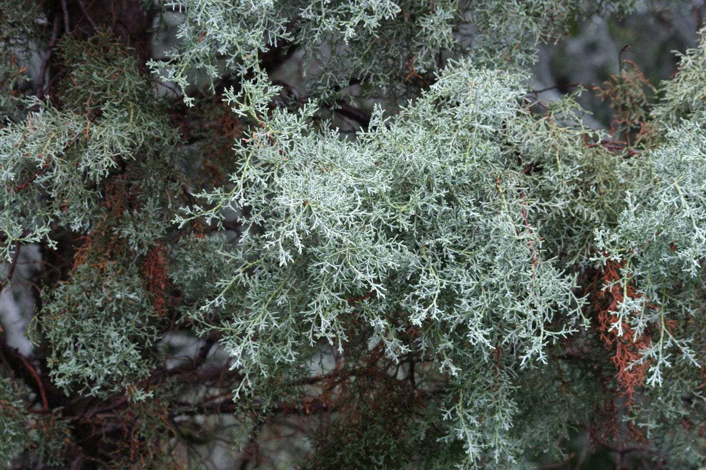 Arizona Cypress Foliage