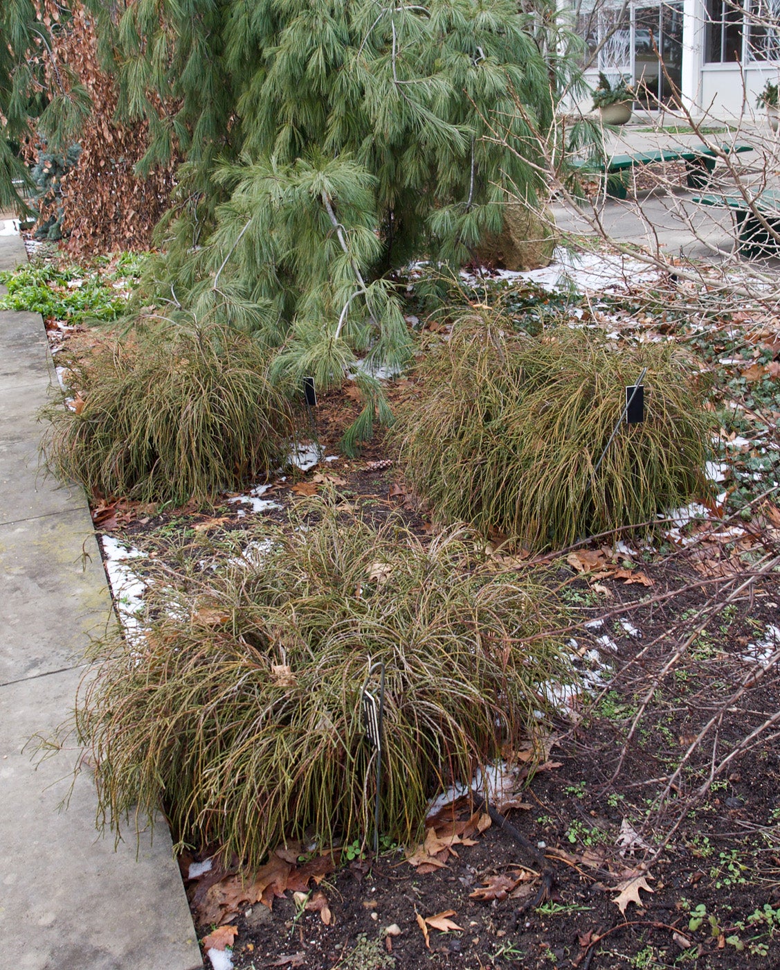Thuja plicata 'Whipcord' 