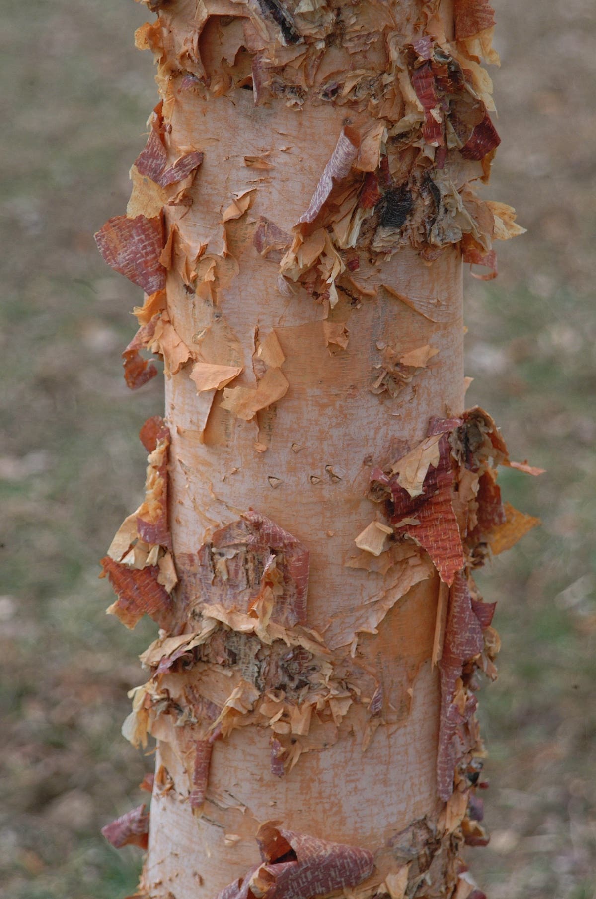 Peeling pink bark on Heritage river birch.