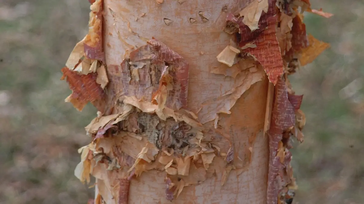 River Birch Brings Gorgeous Winter Bark to the Winter Garden ...