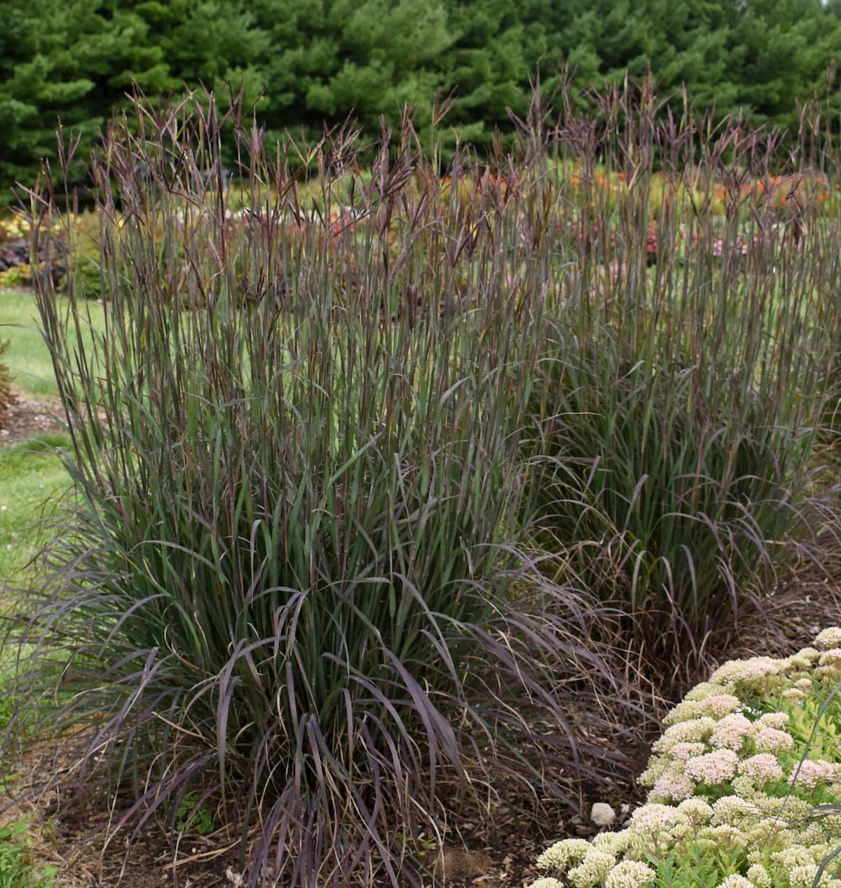 Grassy purple foliage of ornamental grass 'Blackhawks' big bluestem