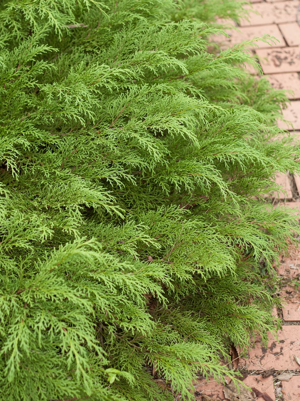 Feathery green leaves on an evergreen shrub Celtic Pride Siberian cypress