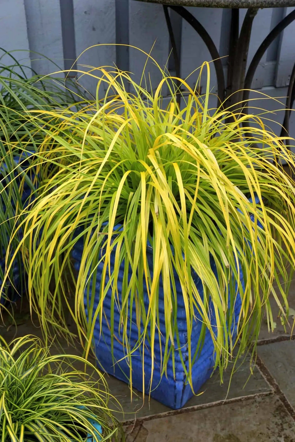Golden green grass in a blue pot of Everillo sedge