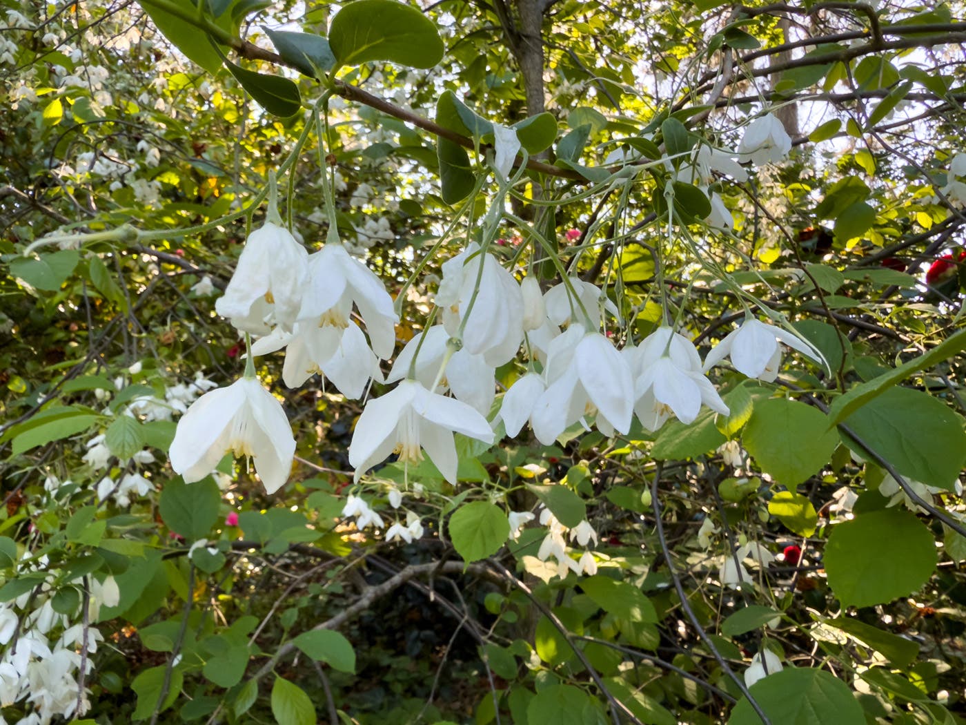 Halesia diptera var. magniflora
