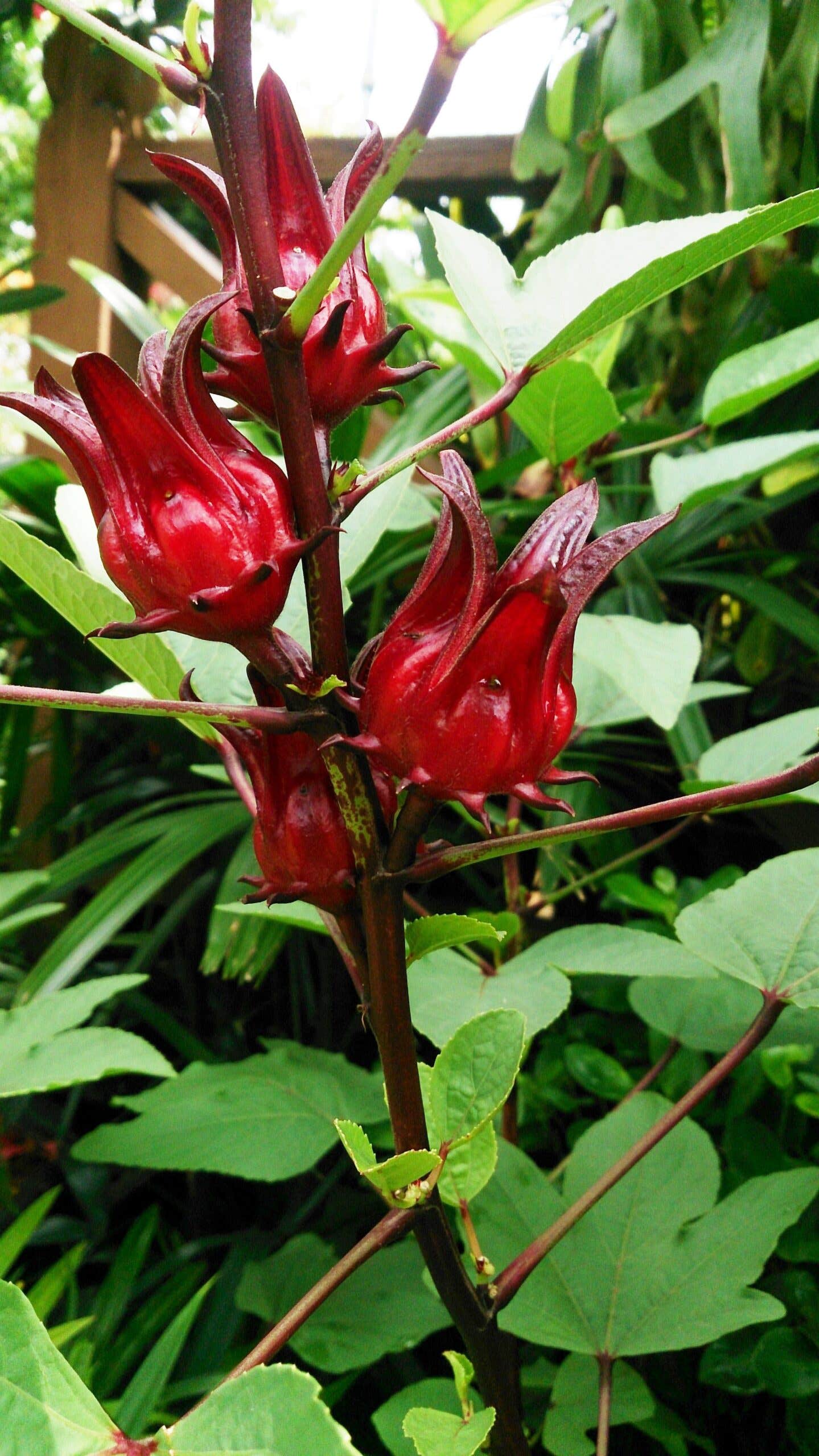 Roselle hibsicus seed pods