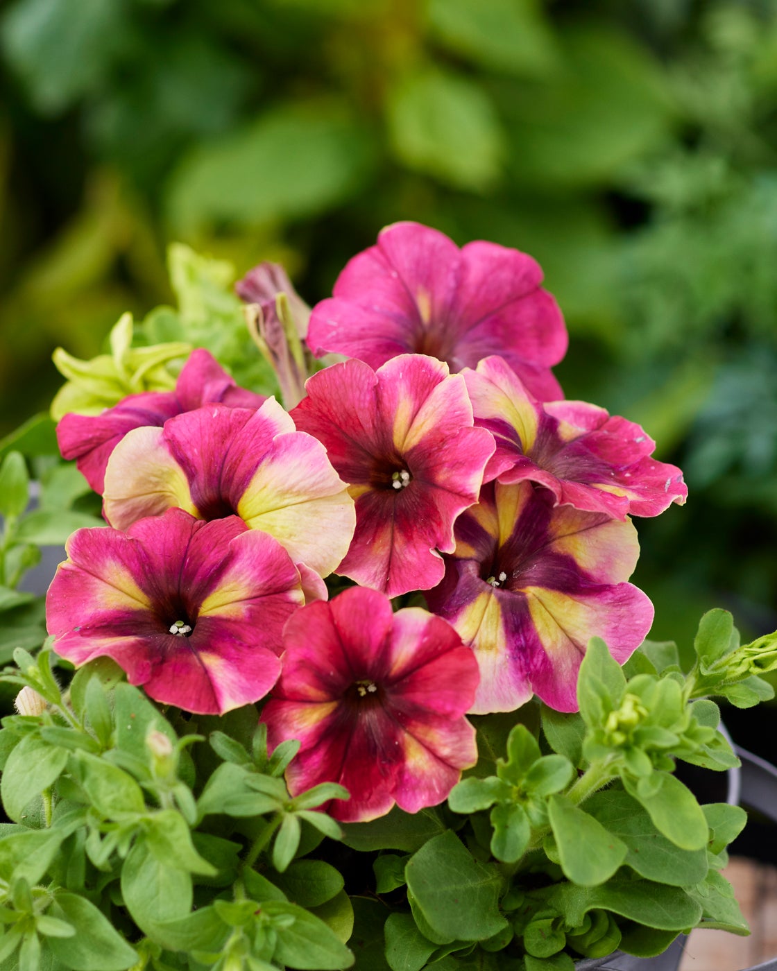 Forellenschluss' romaine lettuce - Horticulture