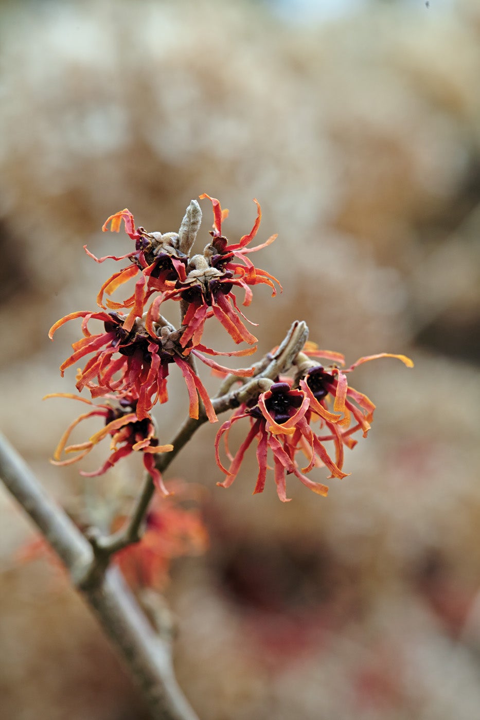 Verbena lilacina 'De La Mina' - Horticulture
